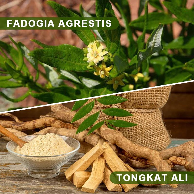 Bbeeaauu Tongkat Ali Fadogia Agrestis Vegetarian Capsule Supplement Muscle Builder Support Athletic Performance Energy Booster for Men