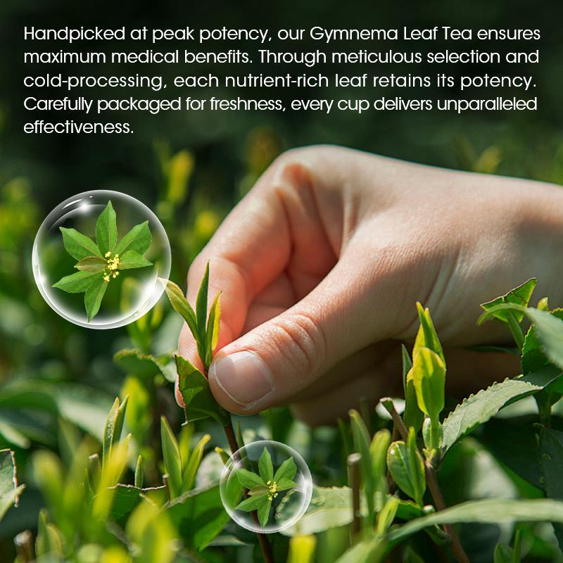 Gymnema Tea Bags